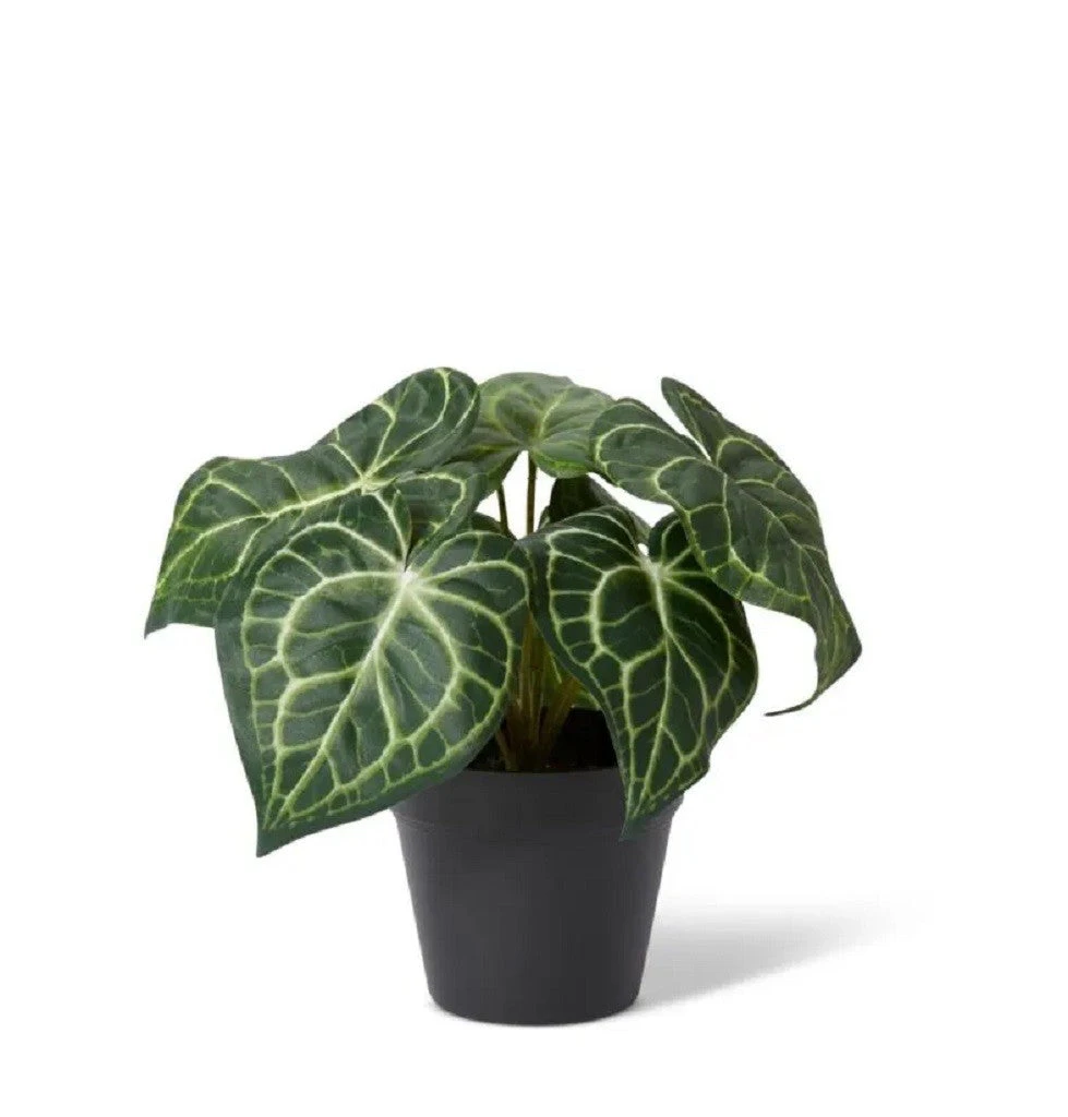 Elme Anthurium Hanging Plant Potted Variegated 24x24x23cm