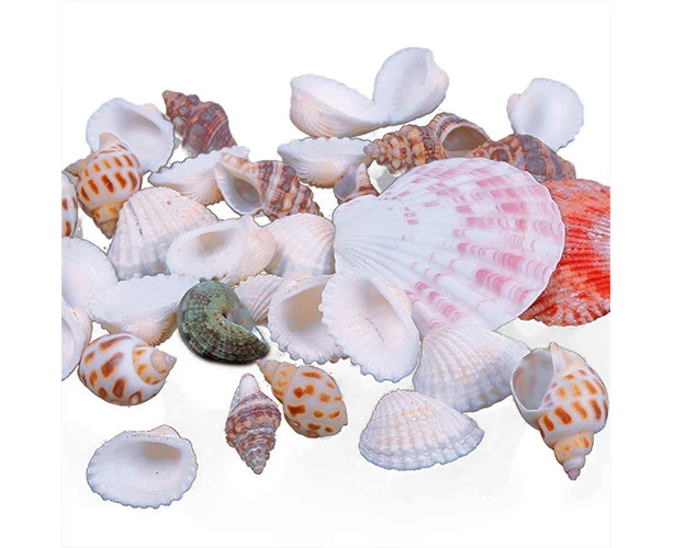 100g Mixed Sea Beach Shells Crafts Seashells Aquarium Decor Photo Props