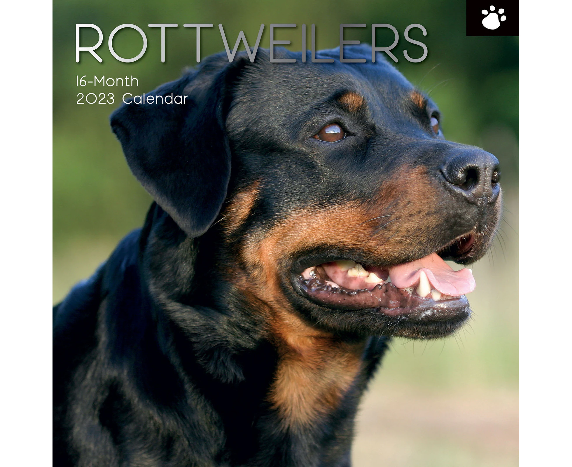 2023 Calendar Rottweilers Square Wall by The Gifted Stationery GSC21958