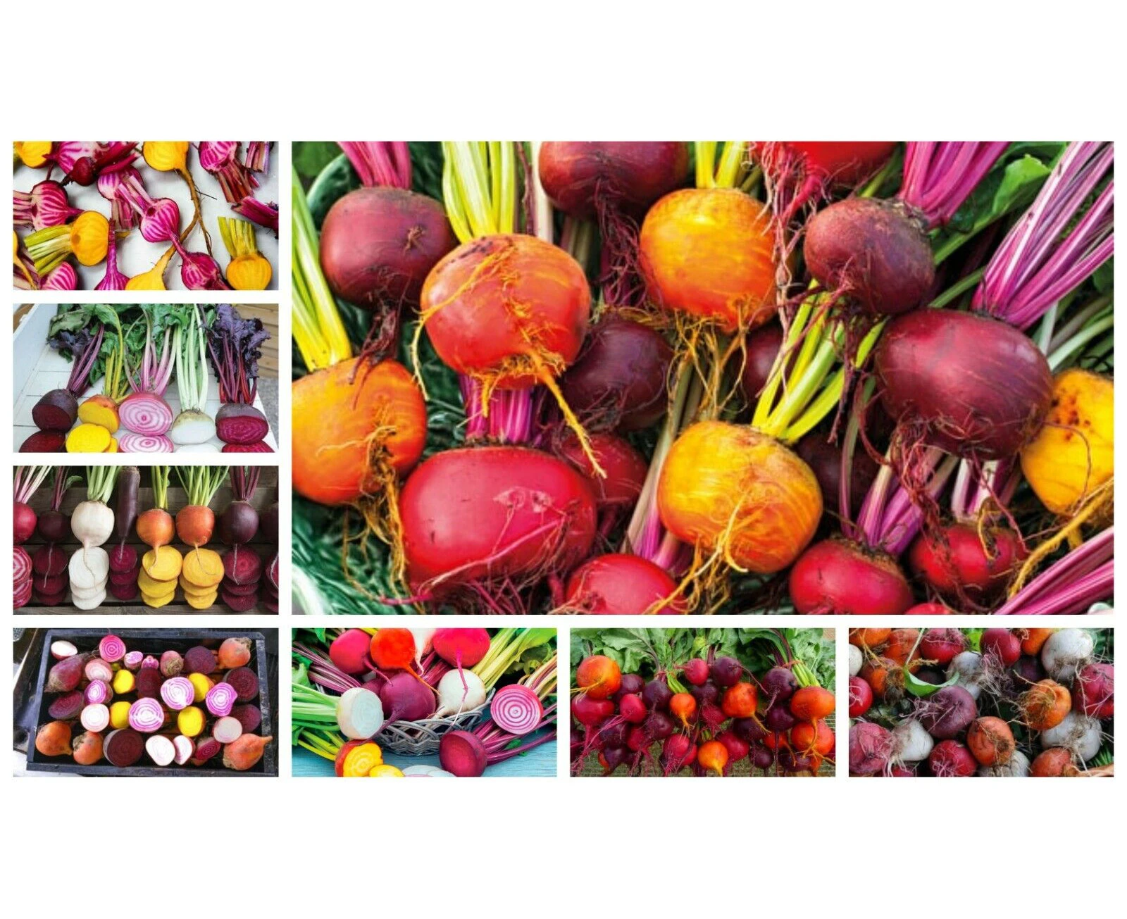 BEETROOT Heirloom Mix 50 Seeds AUTUMN WINTER SUMMER SPRING EASY Vegetable Garden