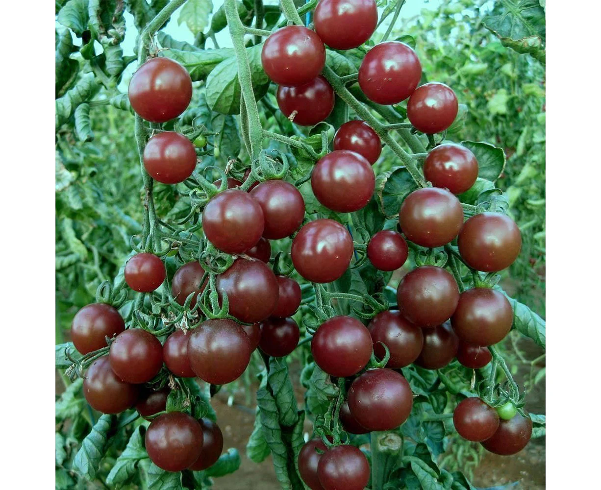 TOMATO - Black Cherry seeds HEIRLOOM vegetable garden SPRING SUMMER easy grow