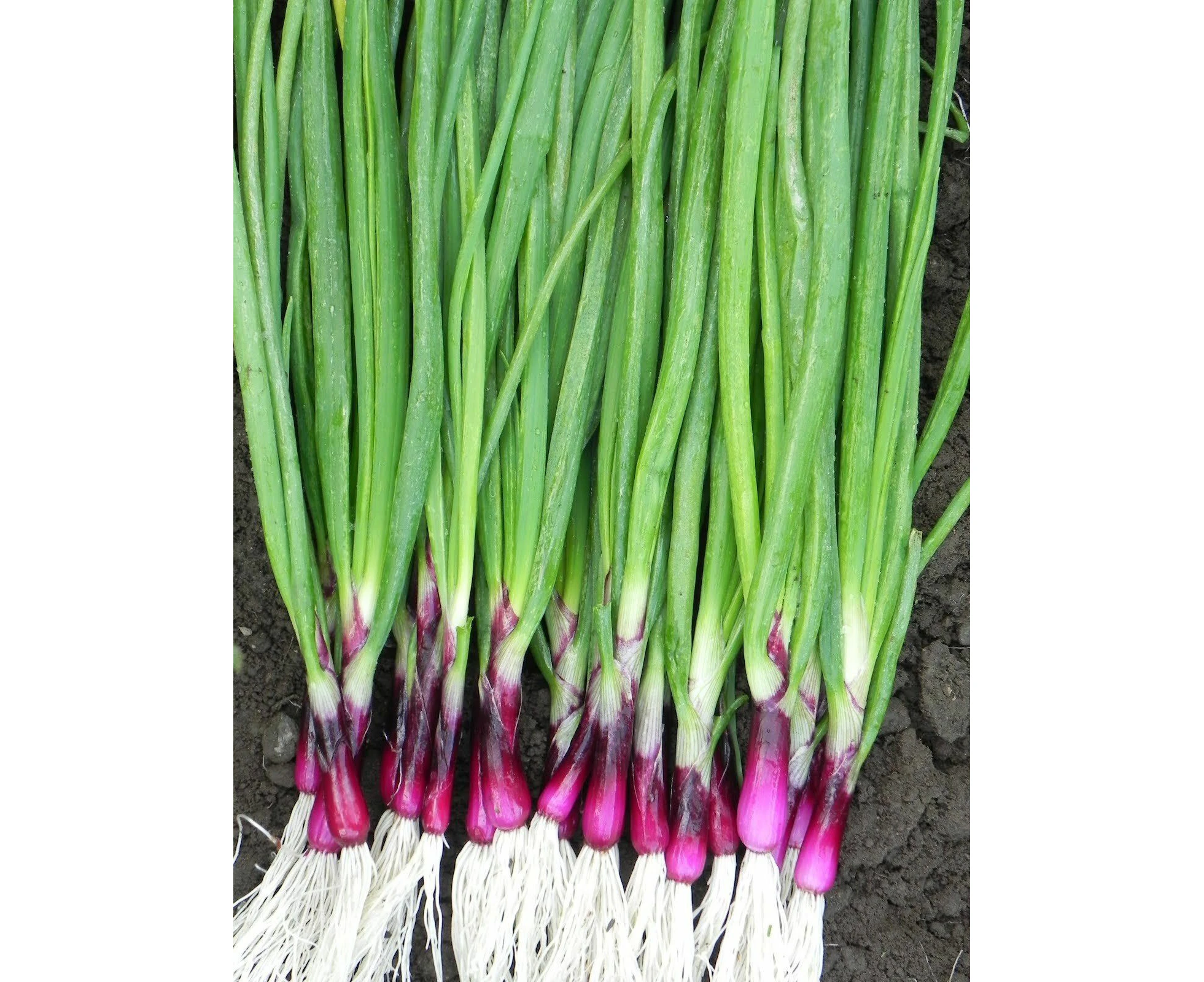 SPRING ONION Heirloom Mix 100+ Seeds vegetable garden ALL TYPES MIXED bunching