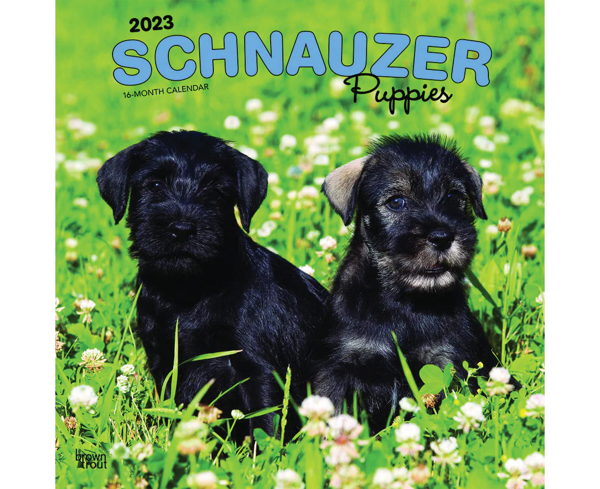 2023 Calendar Schnauzer Puppies 16-Month Square Wall, Browntrout