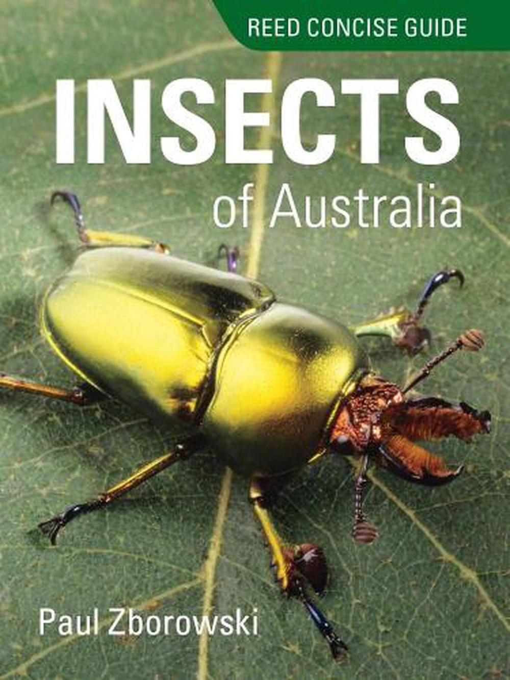 Reed Concise Guide to Insects of Australia