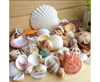 100g Mixed Sea Beach Shells Crafts Seashells Aquarium Decor Photo Props