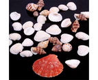 100g Mixed Sea Beach Shells Crafts Seashells Aquarium Decor Photo Props