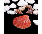 100g Mixed Sea Beach Shells Crafts Seashells Aquarium Decor Photo Props