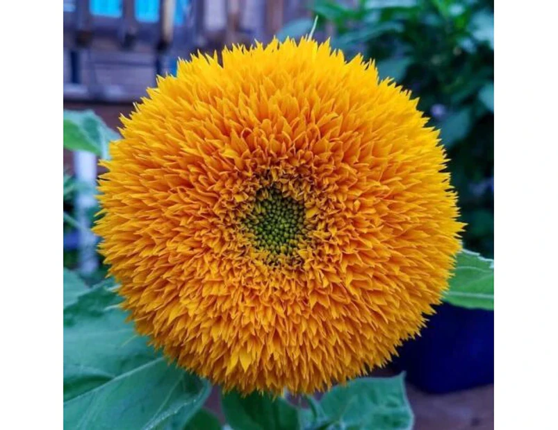 Sunflowers - Teddy Bear - 40 Seeds - Massive thick Sunflower