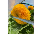 Sunflowers - Teddy Bear - 40 Seeds - Massive thick Sunflower