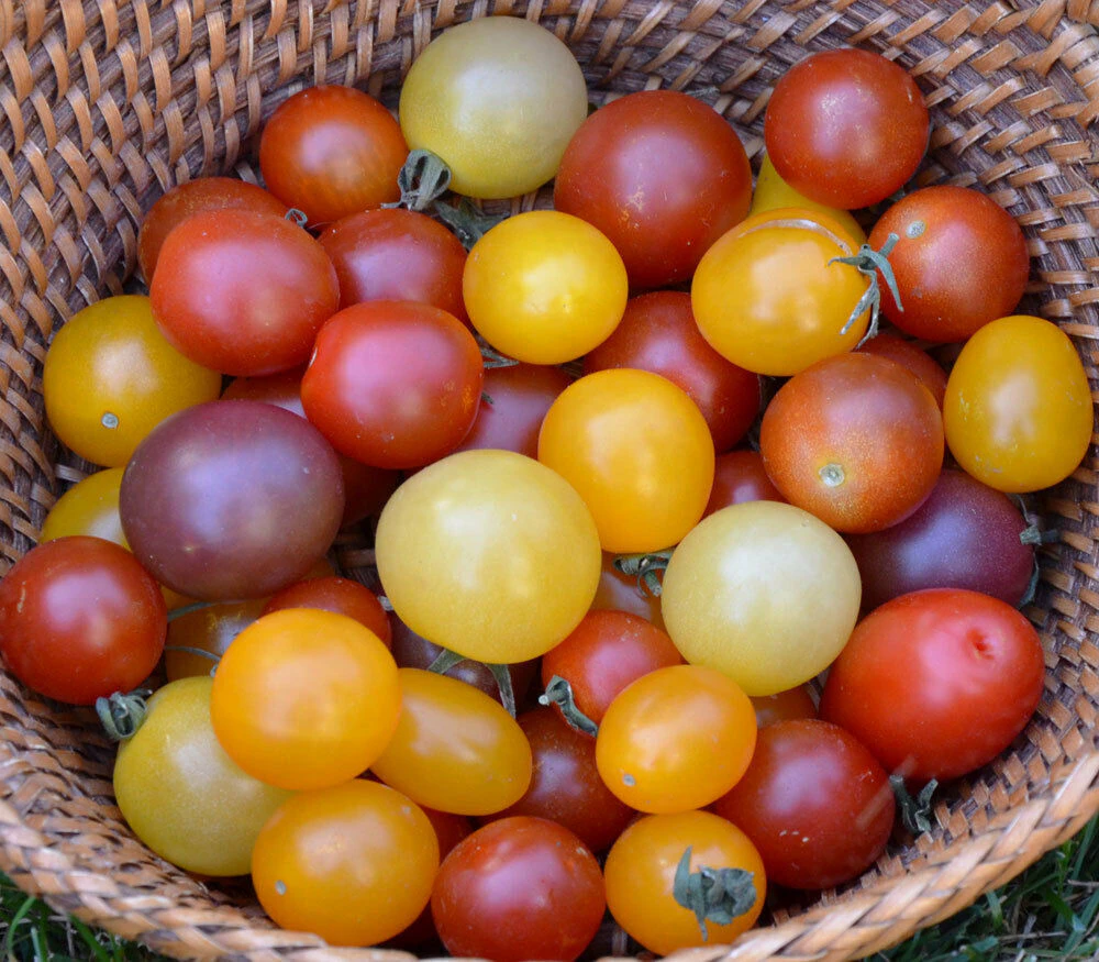 TOMATO CHERRY MIX 125+ seeds heirloom five colours Red Pink Orange Yellow White