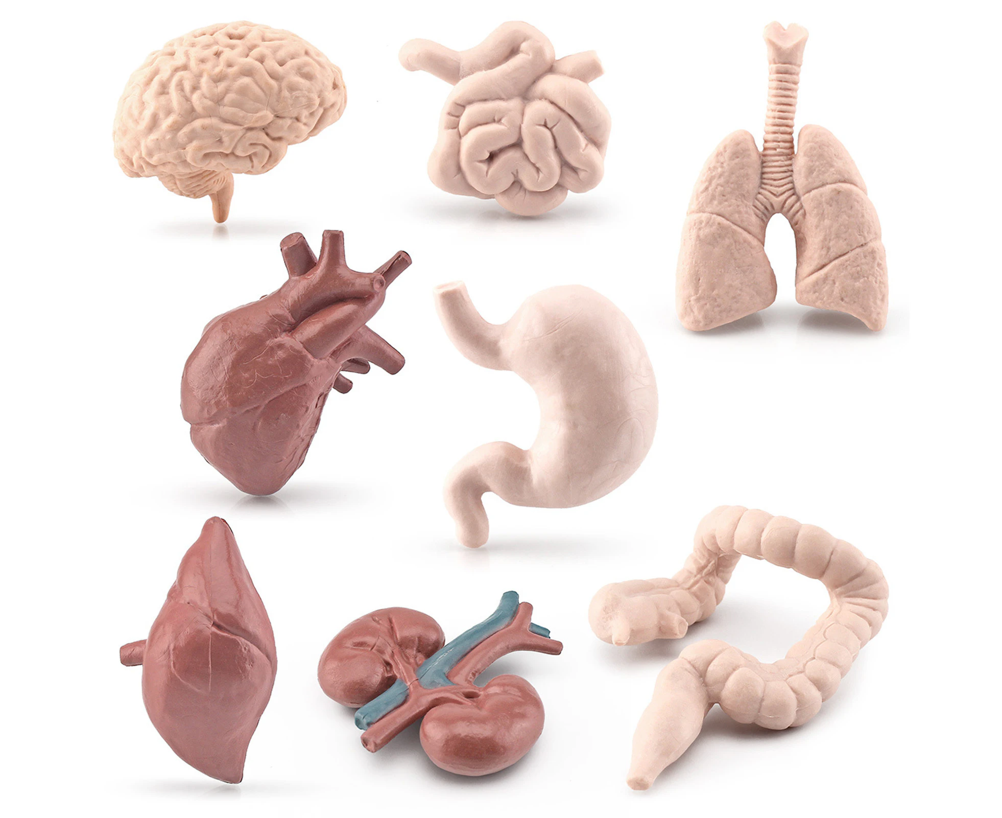 8Pcs/Set Organ Model Toy PVC Brain Lungs Small/Large Intestine Stomach Early Learning Educational Toy Simulation Heart Human Body Science Children Toys