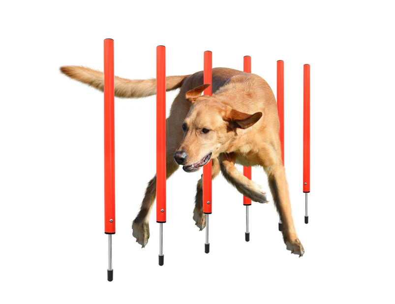 Premium Dog Agility Training Equipment Set Set 3