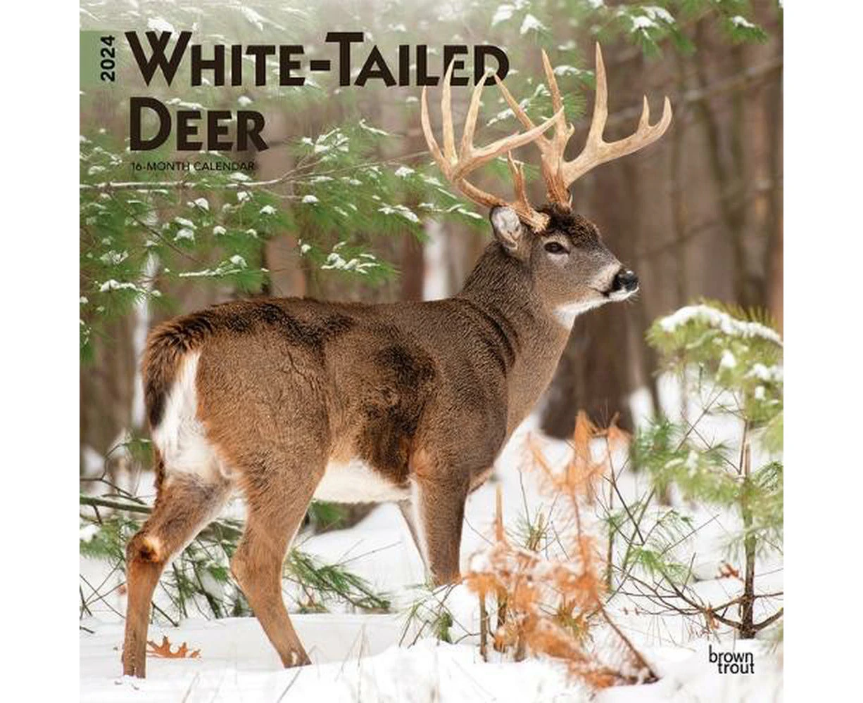 White Tailed Deer 2024 Square