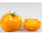 TOMATO SUNRAY Golden Orange 125+ seeds Prolific easy grow garden vegetable