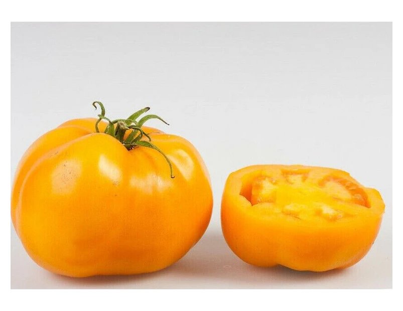 TOMATO SUNRAY Golden Orange 125+ seeds Prolific easy grow garden vegetable