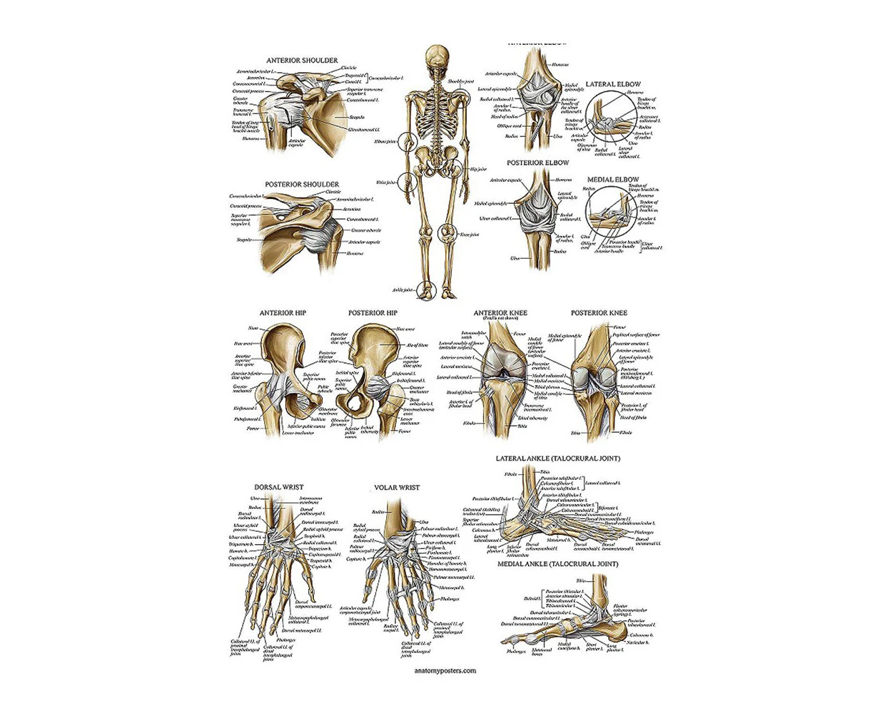 Human Body System Poster Anatomy Chart Educational Home Hangings-Ligaments of The Joints