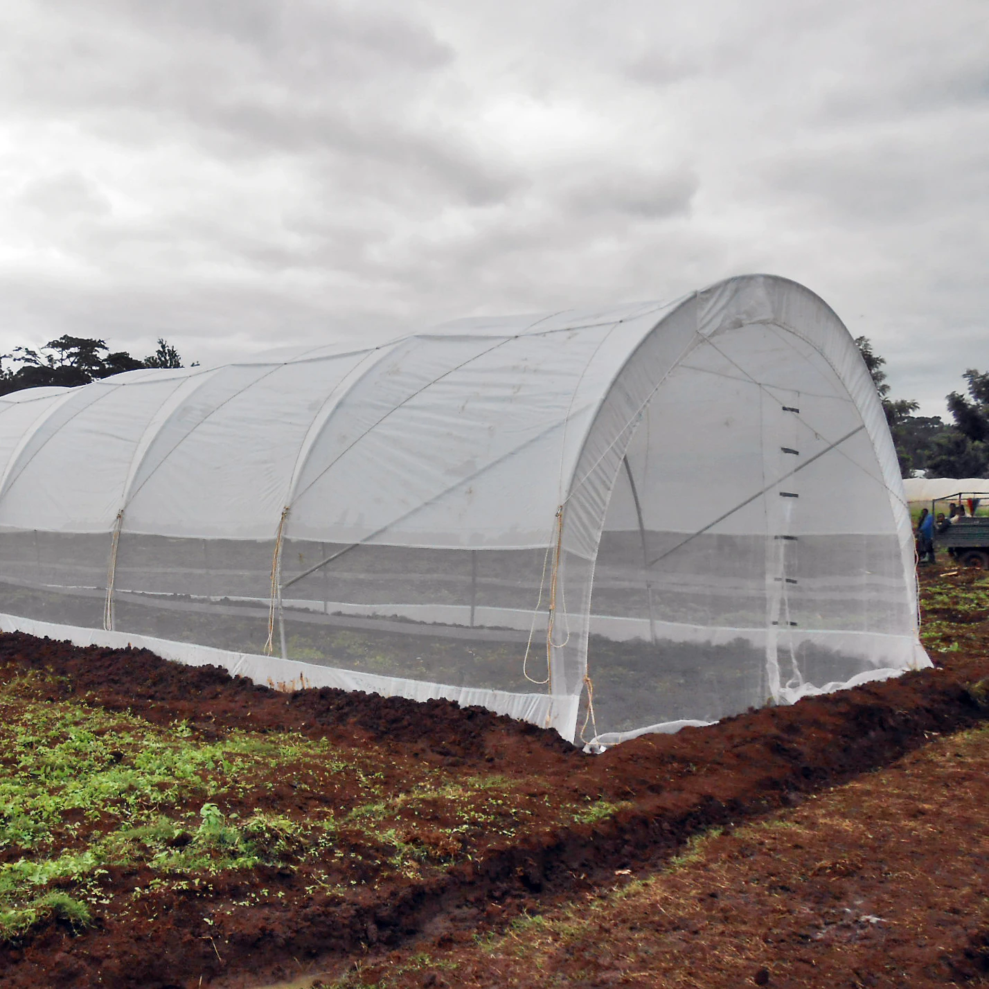 6 x 12M Tunnel Greenhouse with Side Curtains and Ventilation Roof - STK Compact