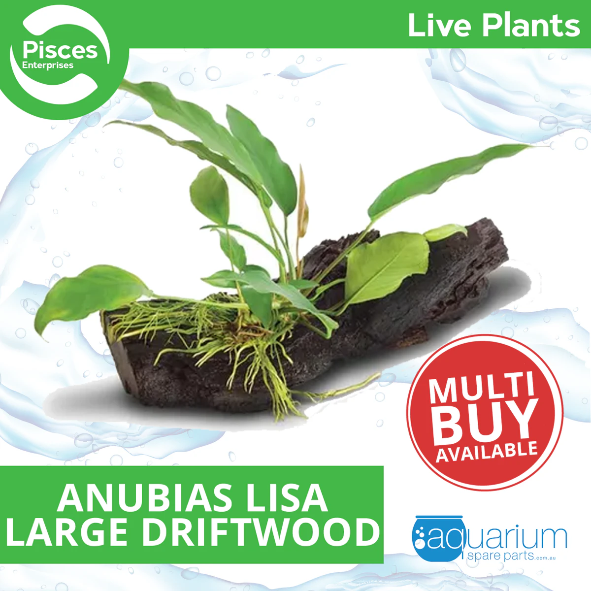 Pisces Live Plant Anubias Lisa - Large Driftwood