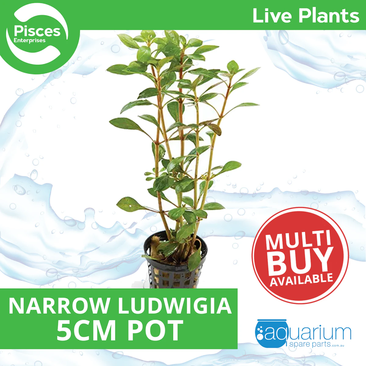 Pisces Live Plant Narrow Ludwigia - 5cm Pot (110196)