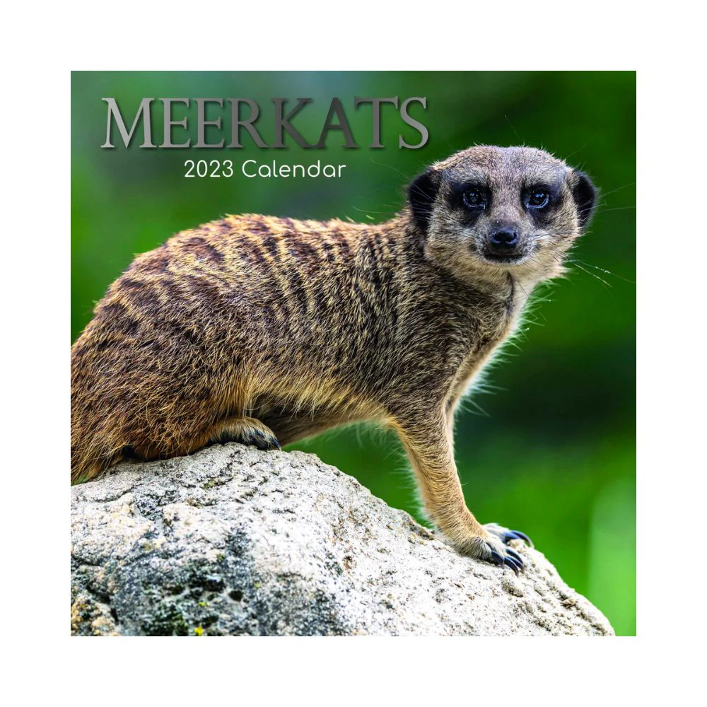 2023 Square Wall Calendar - Animals Meerkatz