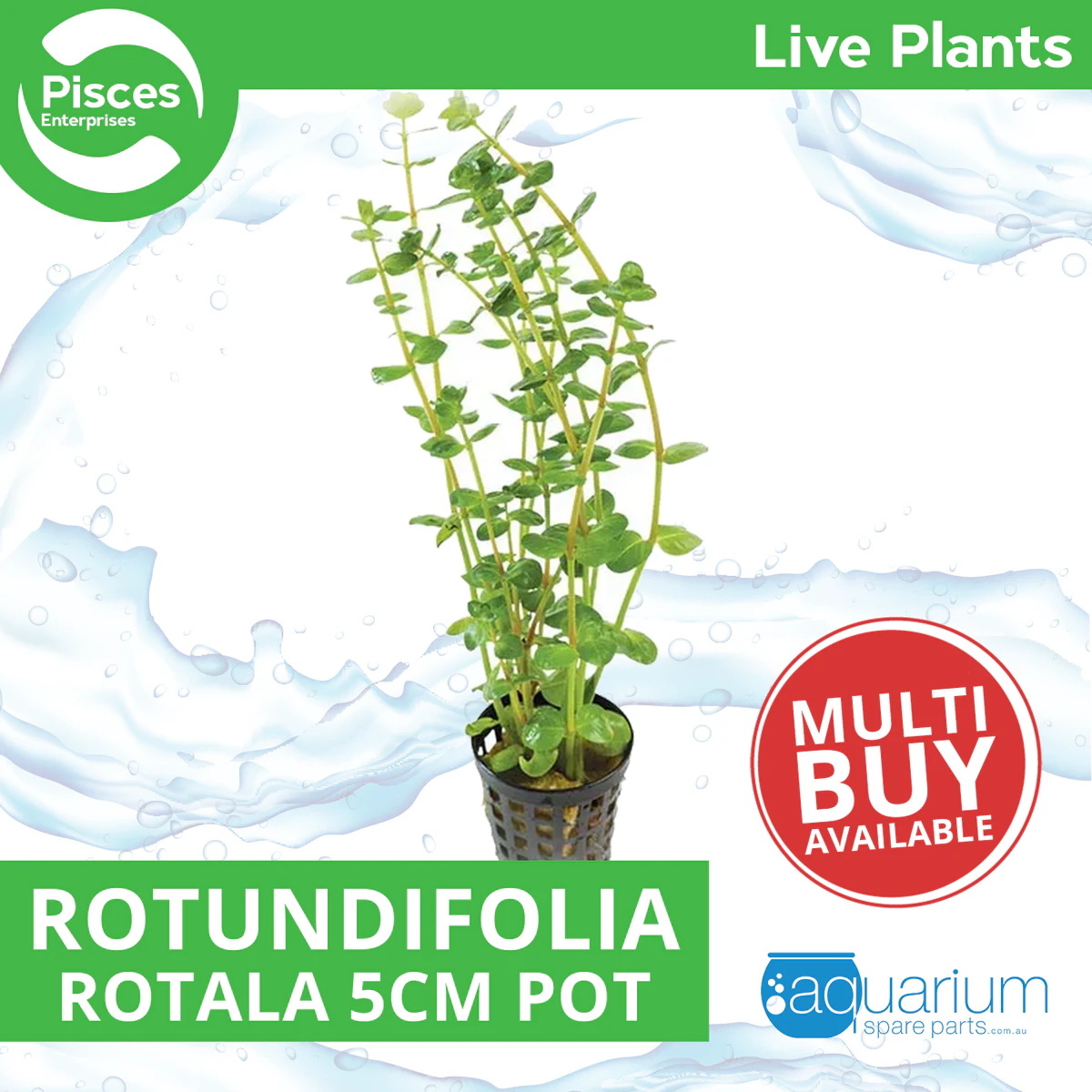 Pisces Live Plant Rotala Rotundifolia - 5cm Pot  (110416)