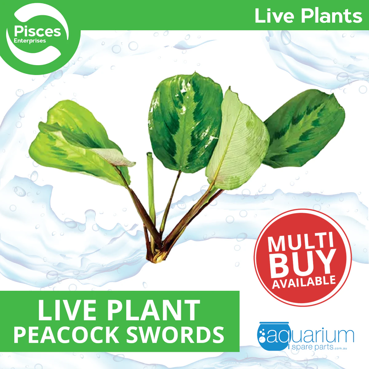 Pisces Live Plant Peacock Swords (110765)