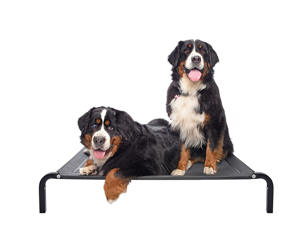 flea free Elevated Dog Bed - Black/Extra Large