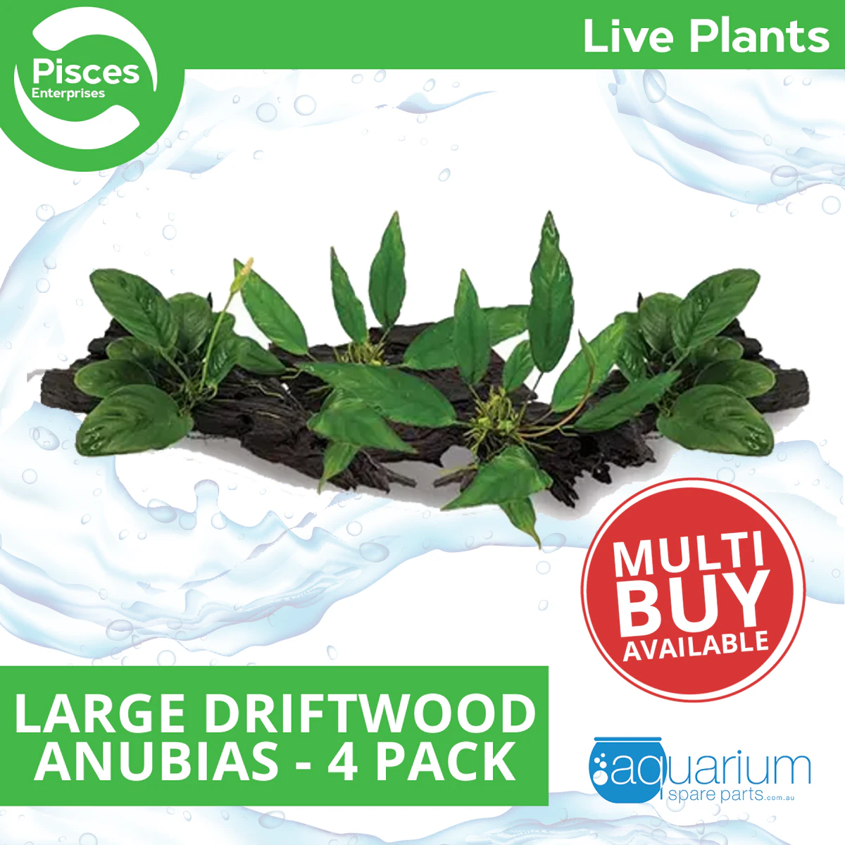 Pisces Live Plant Large Driftwood Anubias - 4 Pack