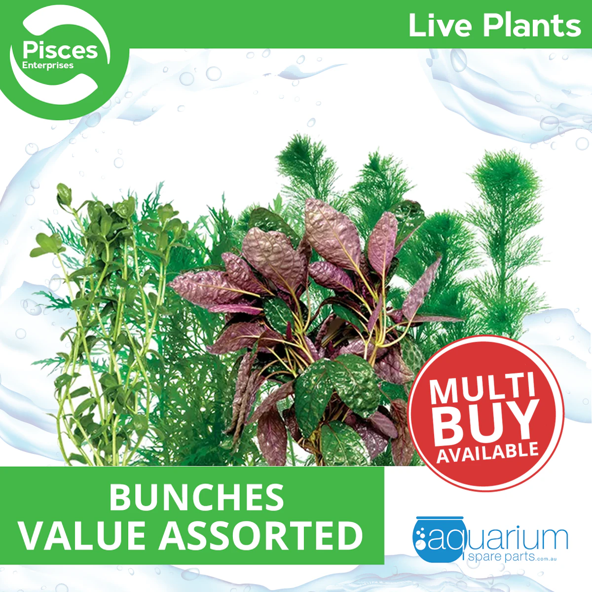 Pisces Live Plant Assorted Bunches - Value Assortments (110500)