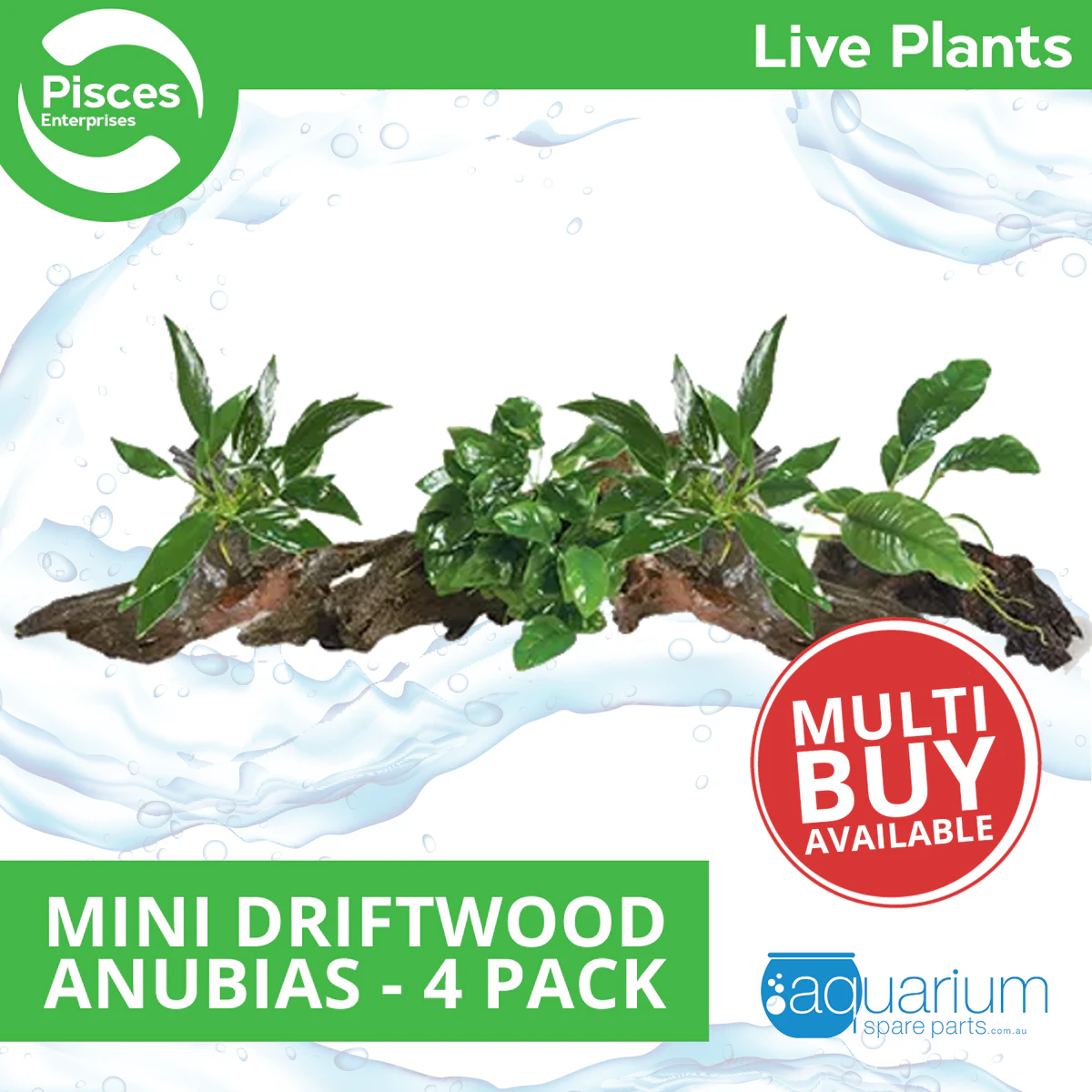 Pisces Live Plant Mini Driftwood Anubias - 4 Pack