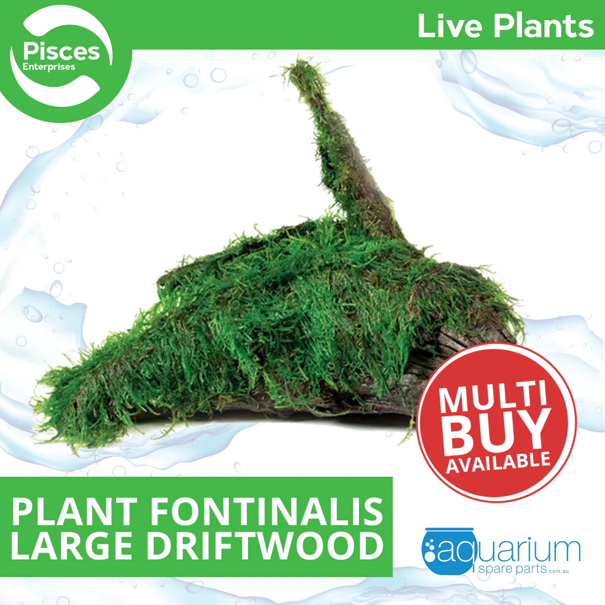 Pisces Live Plant Fontinalis - Large Driftwood