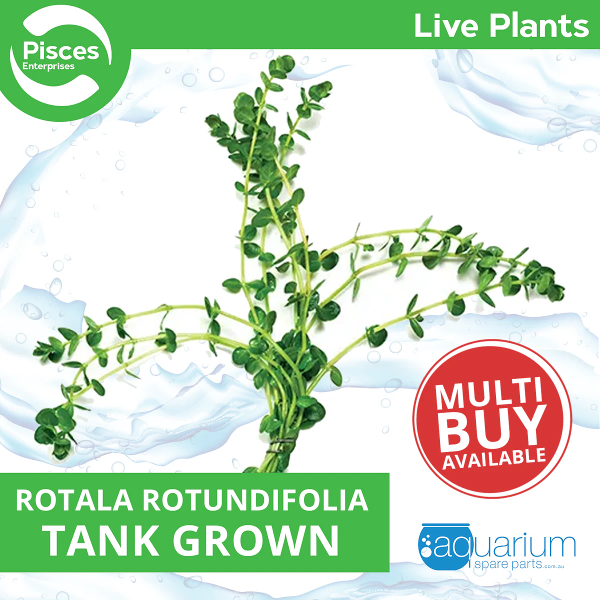 Pisces Live Plant Rotala Rotundifolia Emerse Grown Plants (110415)