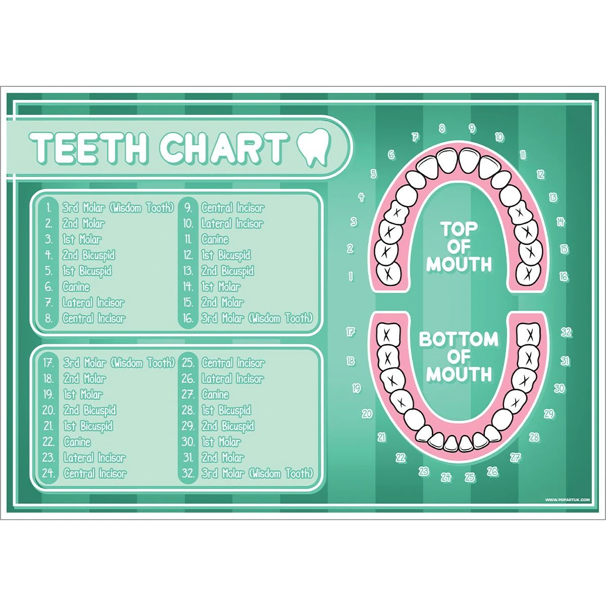 Grindstore Teeth Chart Poster (Green) - GR3584