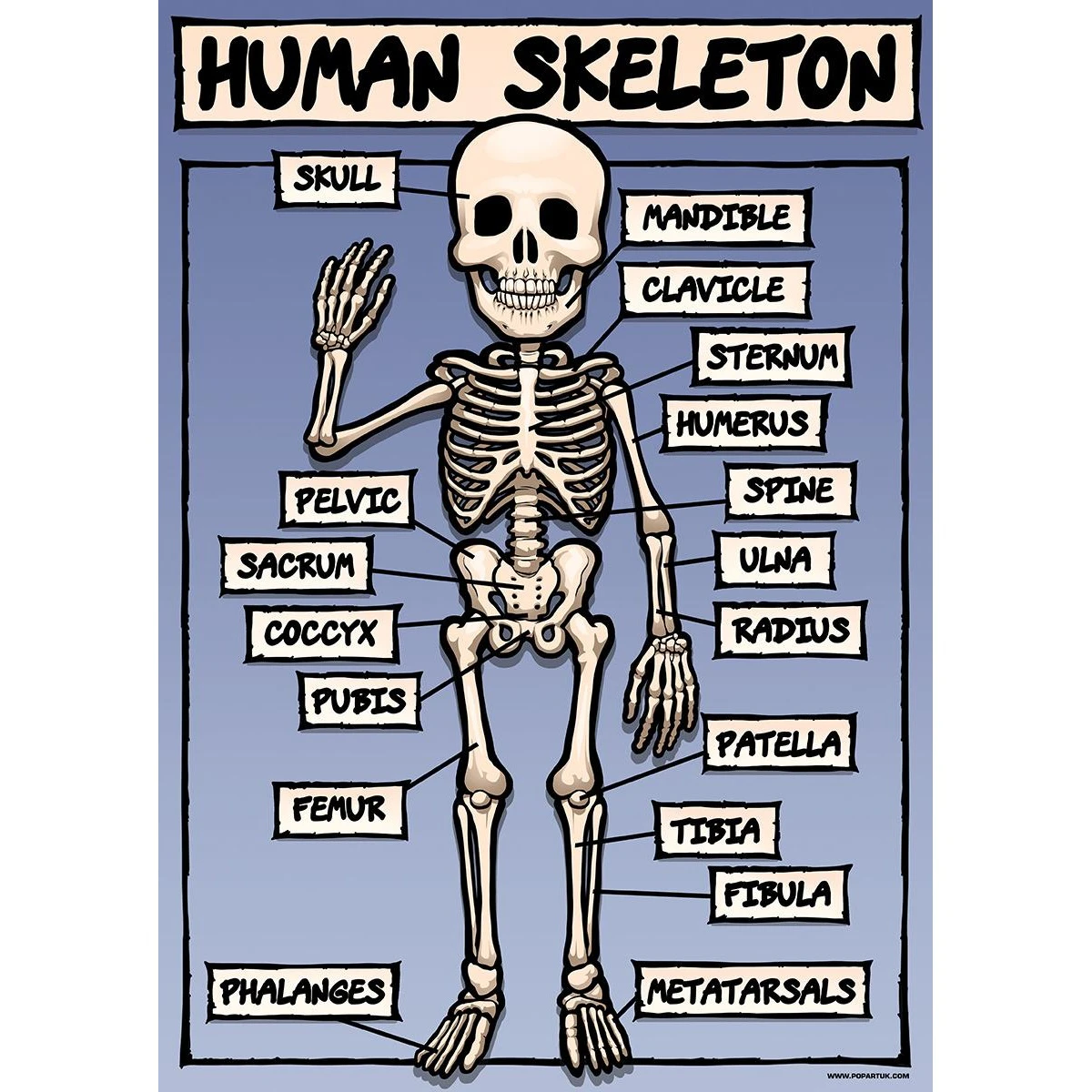 Grindstore The Human Skeleton Poster (Blue/White/Black) - GR5067