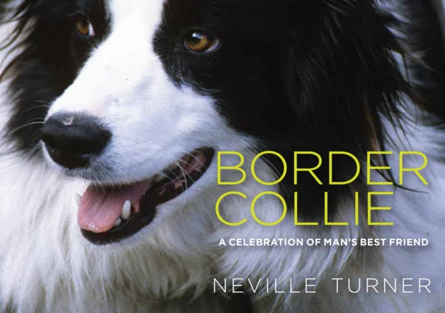 Border Collie by Neville Turner