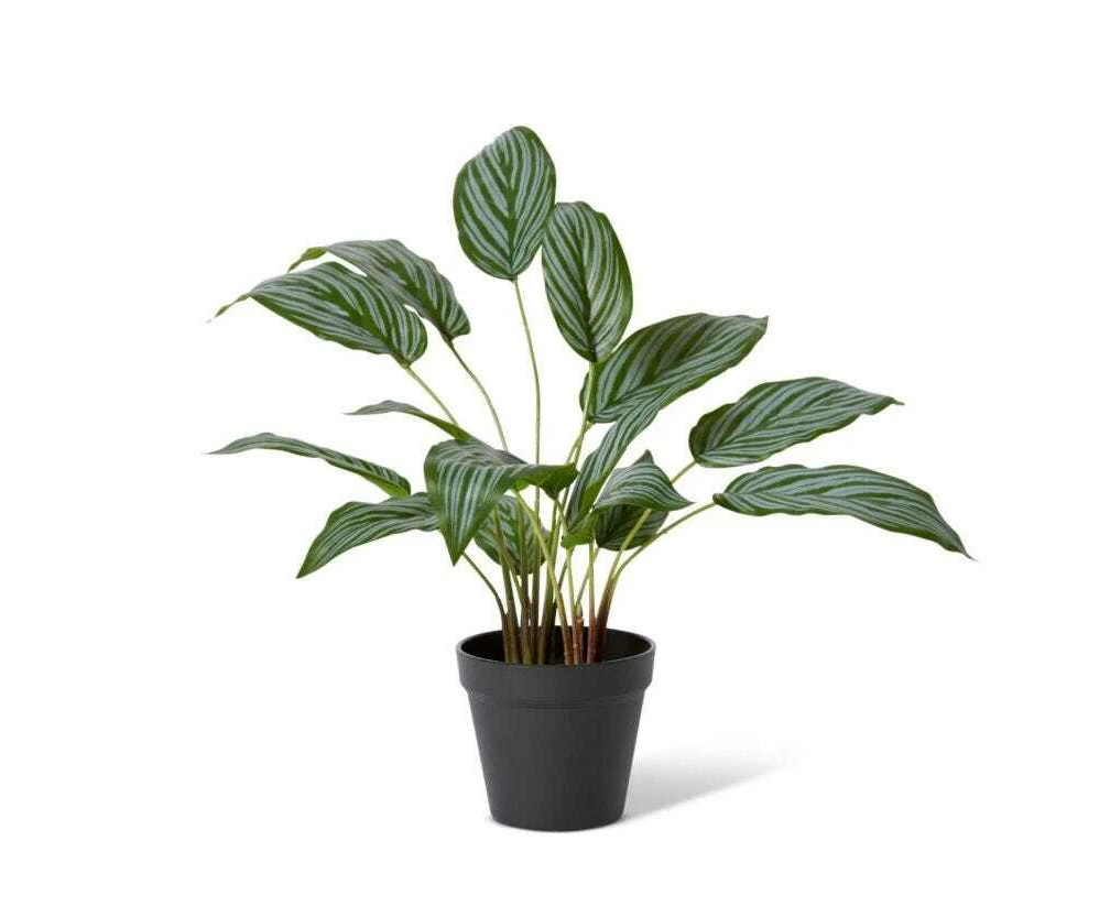 E Style 54cm Ctenanthe Artificial Potted Plant Fake/Faux Home Room Decor