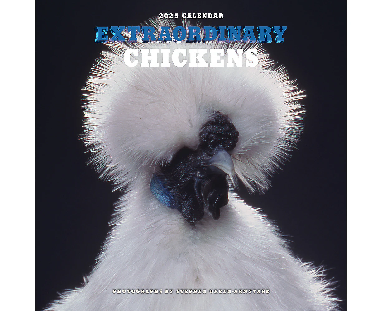 2025 Calendar Extraordinary Chickens Square Wall Andrews McMeel AM74027