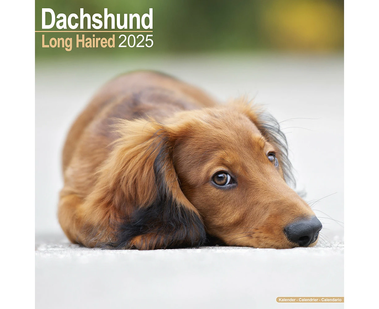 2025 Longhaired Dachshund Wall Calendar (Online Exclusive)