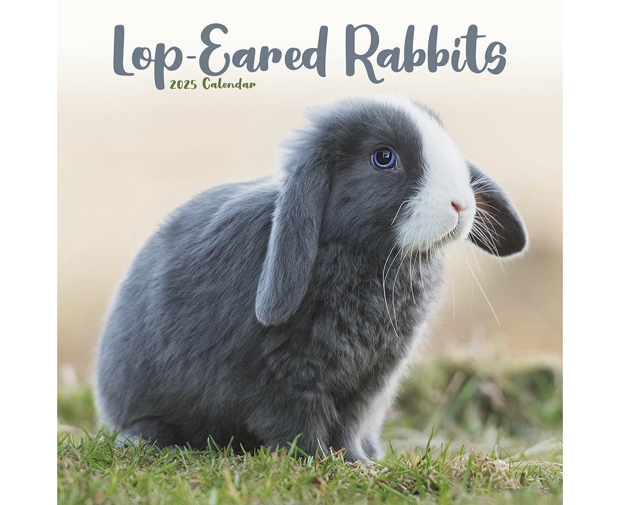 2025 Rabbits Lop Eared Wall Calendar