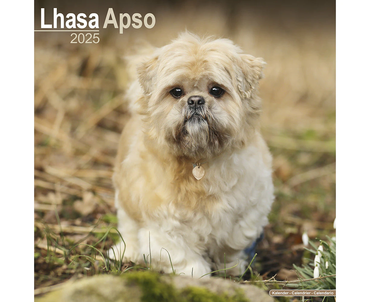 2025 Lhasa Apso Wall Calendar (Online Exclusive)