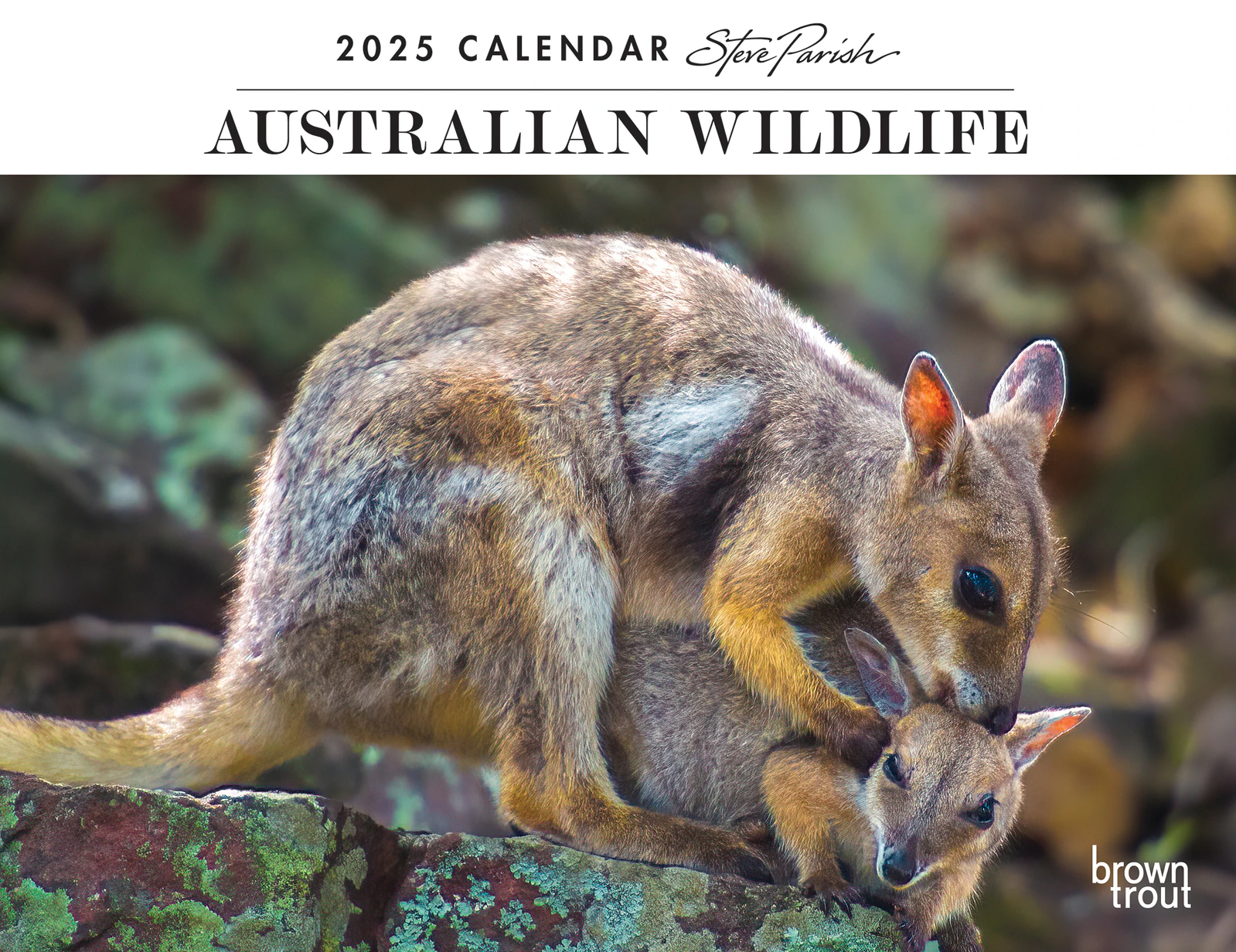 2025 Calendar Steve Parish Australian Wildlife Horizontal Wall Browntrout A04169