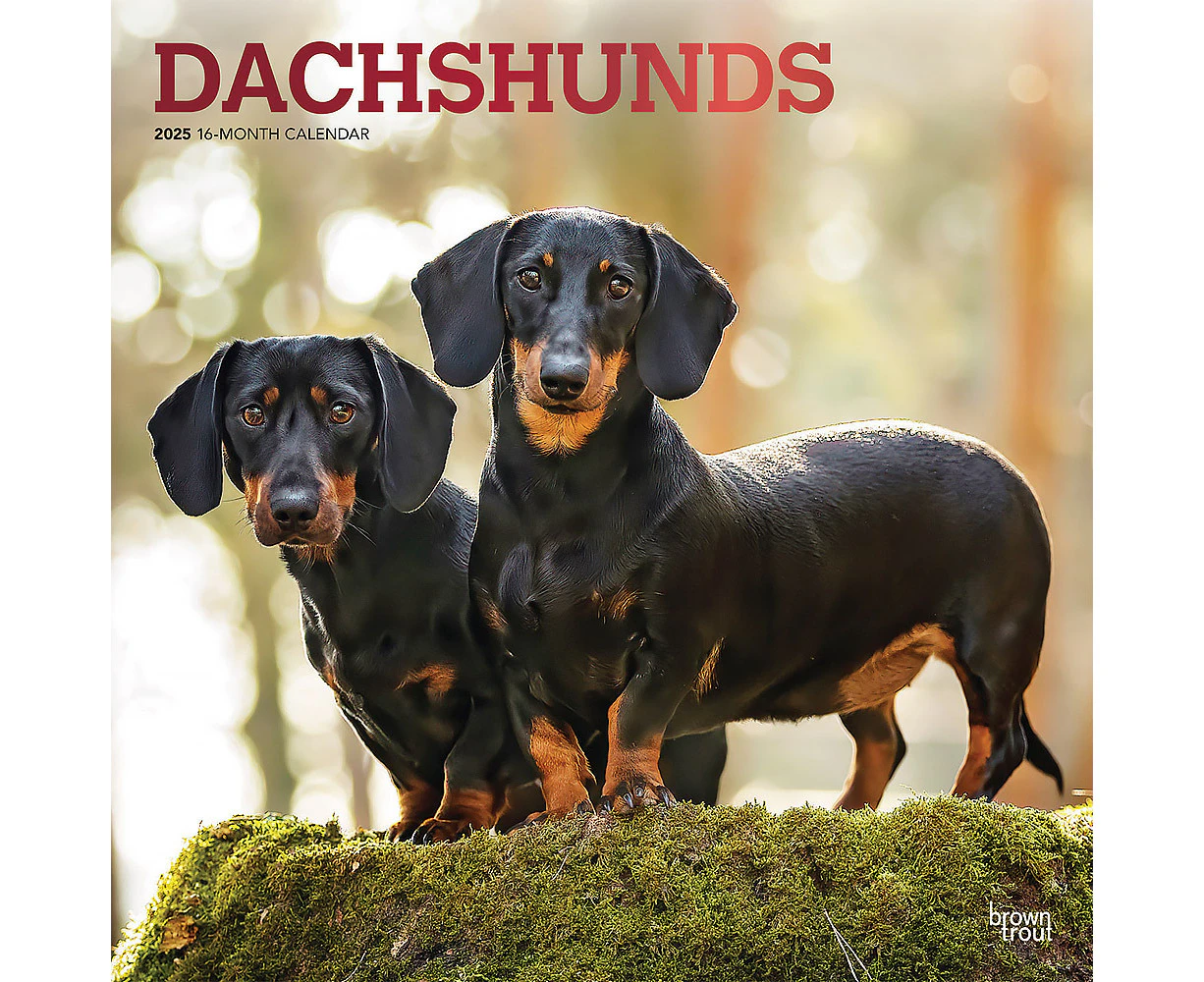 2025 Calendar Dachshunds 16-Month Square Wall Browntrout BT76915