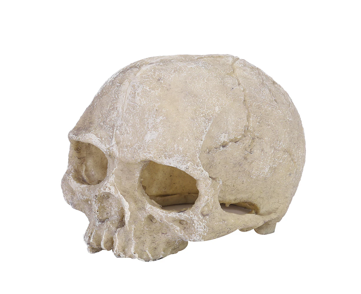 Resin Head Bone Skull Statue for Lizard Snake Spider Scorpion Cave Aquarium Fish Tank Landscape Decoration