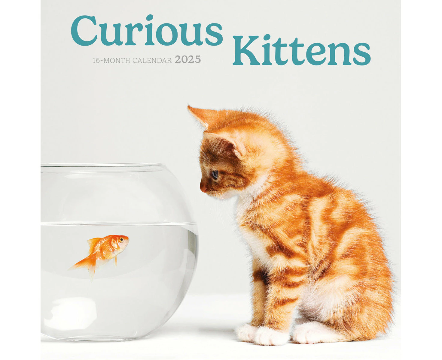 2025 Curious Kittens Mini Wall Calendar