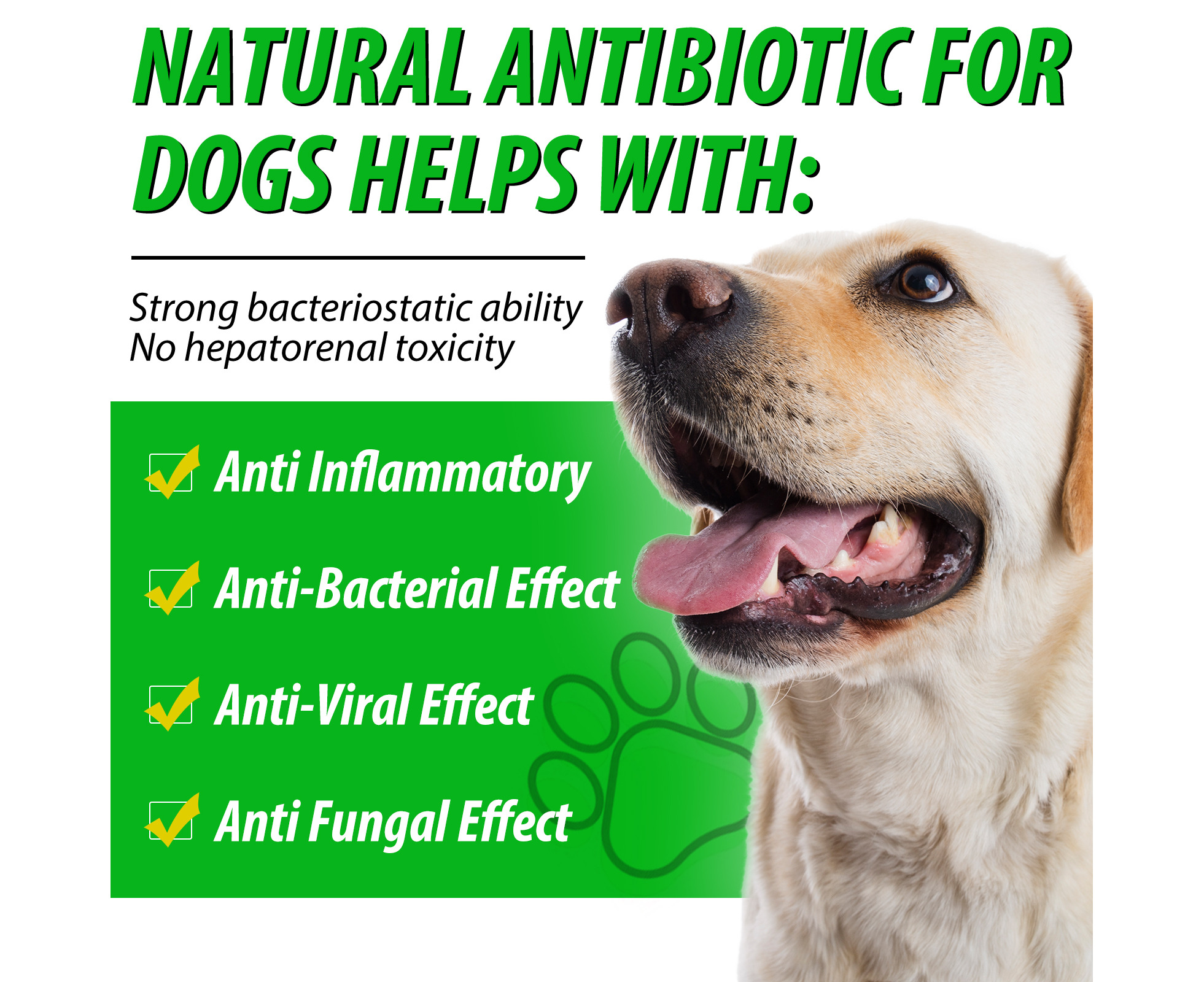 Oimmal Natural Antibiotics for Dogs Supports Allergy and Itch Relief Supplies Drops Catch