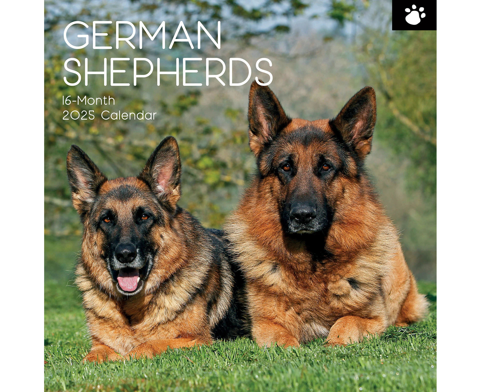 2025 Calendar German Shepherds 16-Month Square Wall Gifted Stationery GSC25048