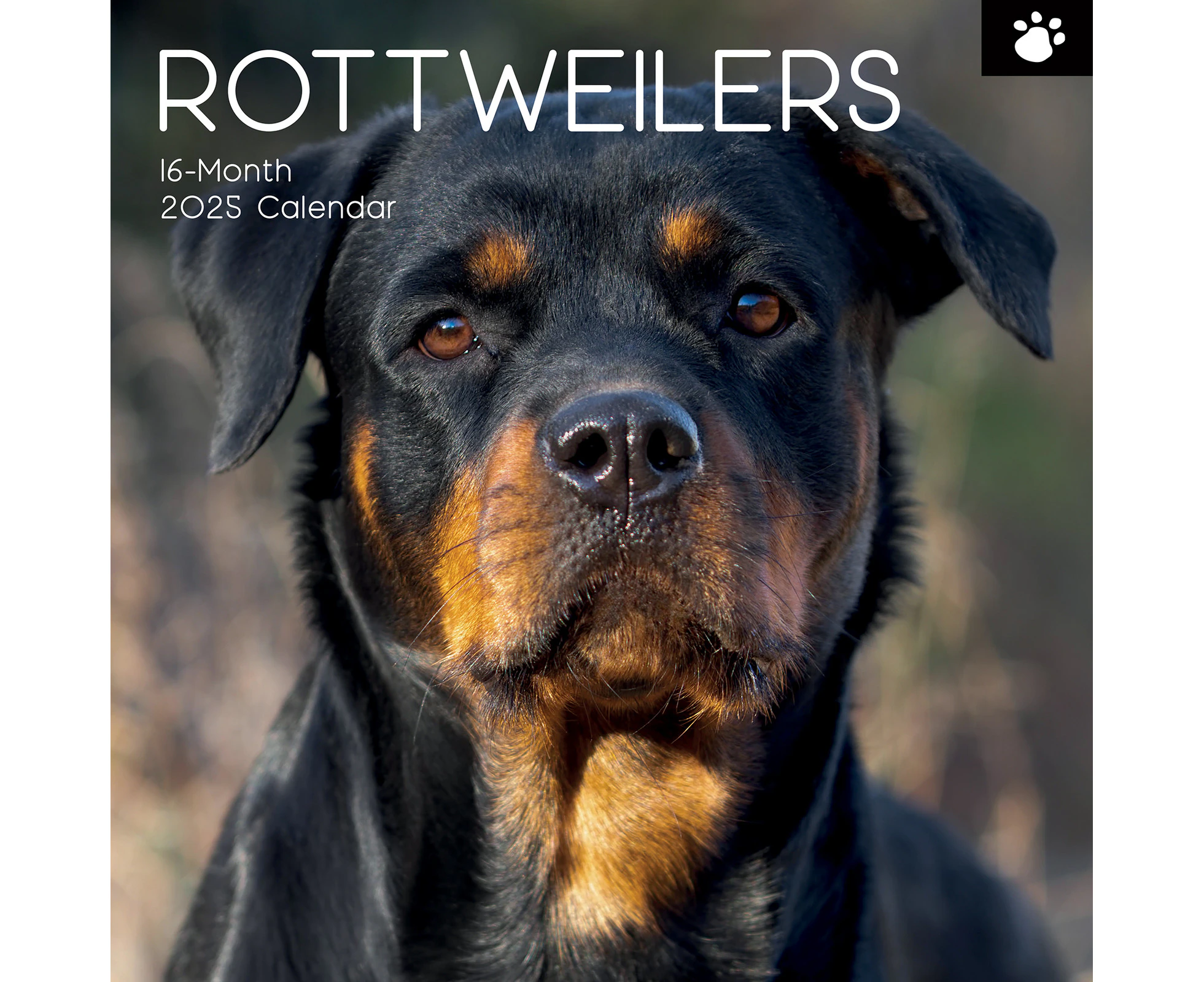 2025 Calendar Rottweilers 16-Month Square Wall Gifted Stationery GSC25178