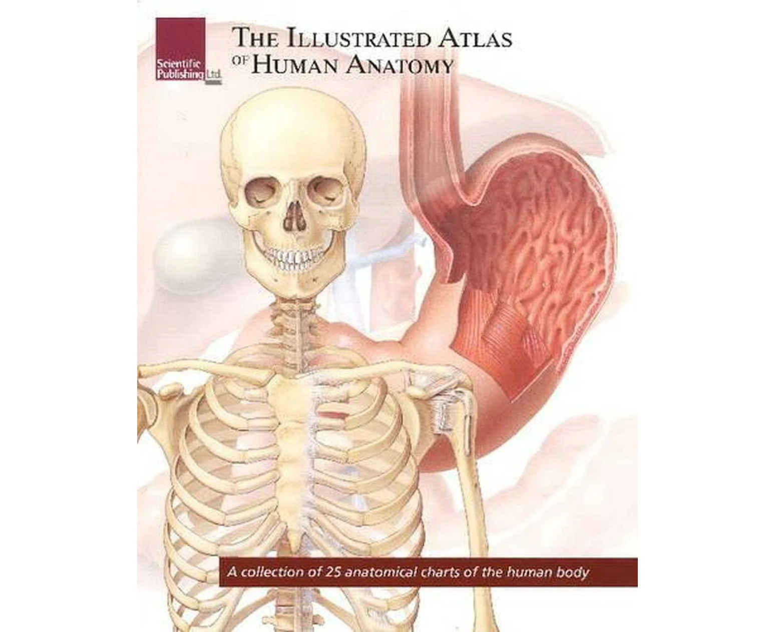 The Illustrated Atlas of Human Anatomy: A Collection of 25 Anatomical Charts of the Human Body