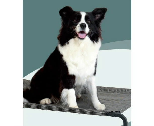 Cara Elevated Trampoline Pet Bed Medium