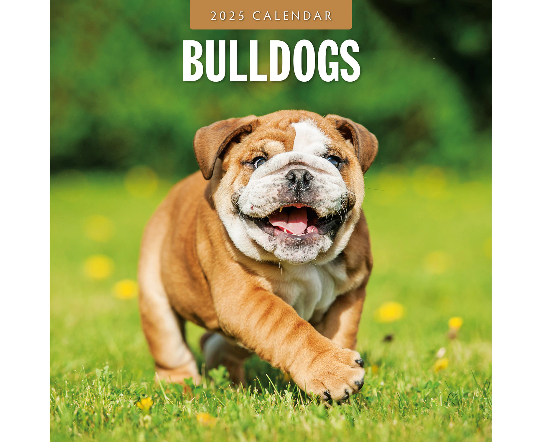 2025 Calendar Bulldogs 16-Month Square Wall Red Robin RR250076